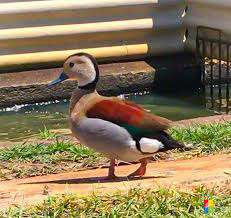 Ringed Teal