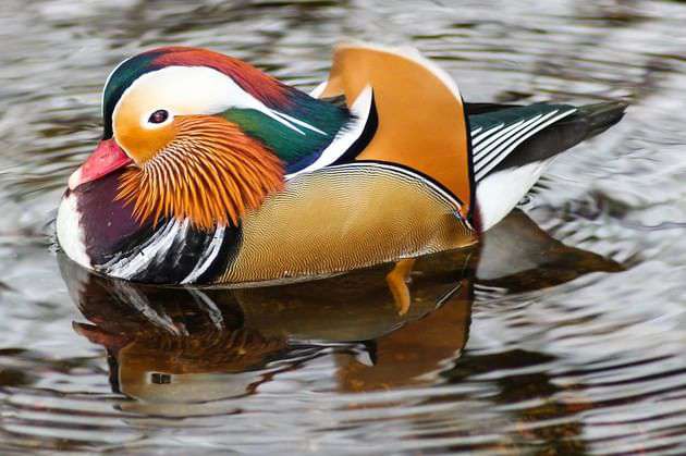 Pato Mandarin