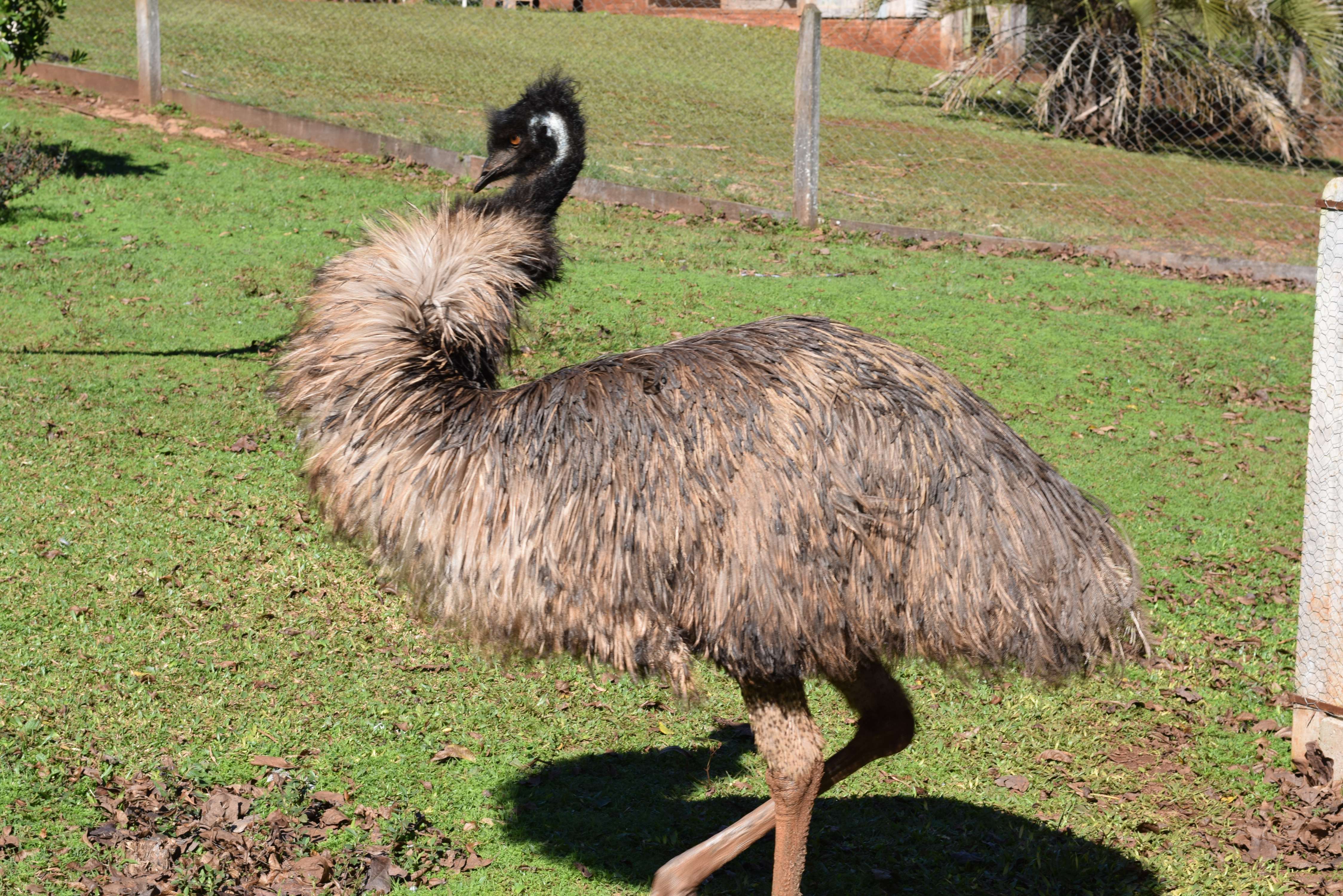 Emu Australiano
