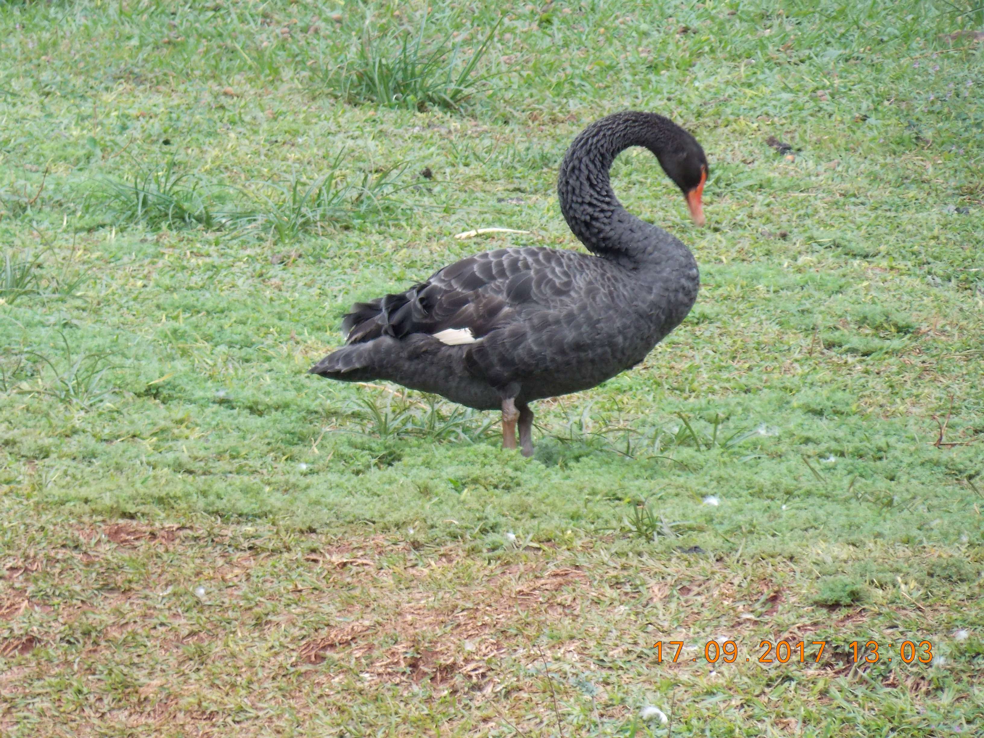 Cisne Negro