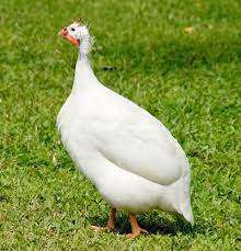 Galinha de Angola Branca