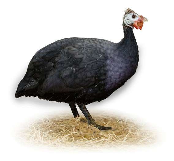 Galinha de Angola Preta