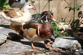 Pato Carolina Canela